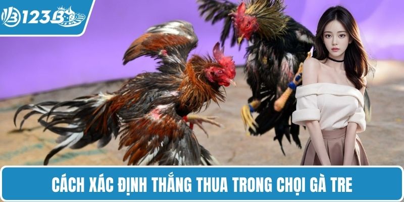 Cách xác định thắng thua trong chọi gà tre