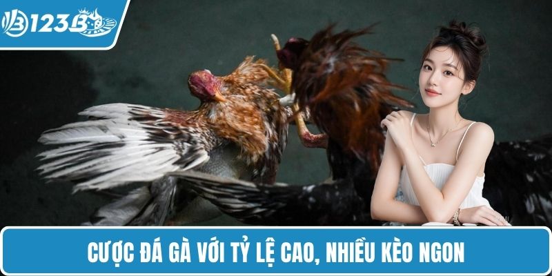 Cược đá gà với tỷ lệ cao, nhiều kèo ngon