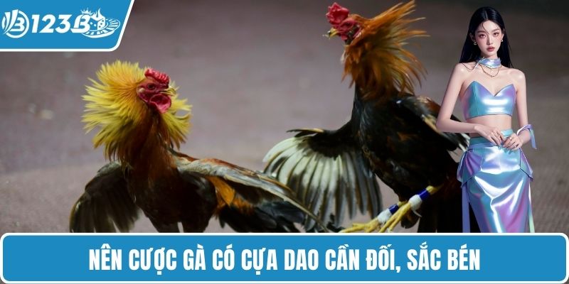 Nên cược gà có cựa dao cần đối, sắc bén